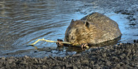 right page with beaver caption