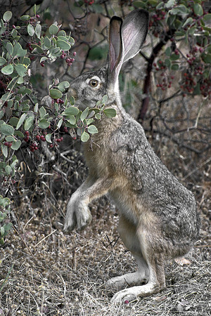 right page with jack rabbit caption