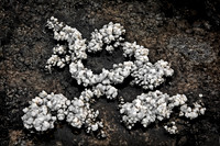 Salt Crystals in Amargosa River