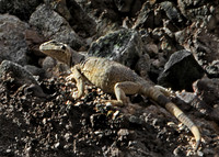 Chuckawalla on Canyon Wall