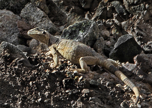 Chuckawalla on Canyon Wall