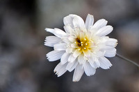 Gravel Ghost Flower