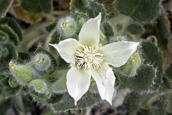 Desert Stingbush Flower