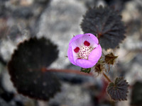 Desert Fivespot