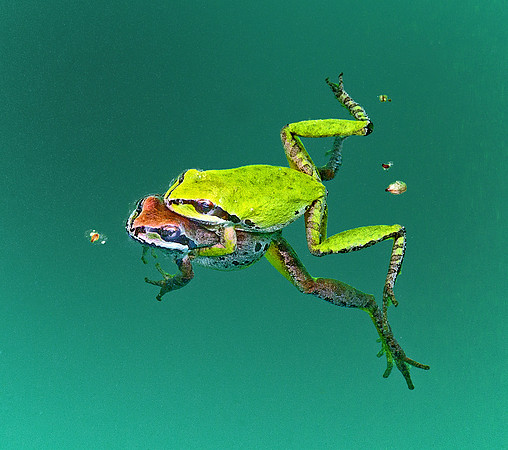 Frogs in Spring