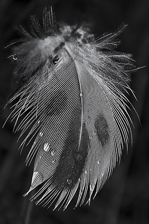 Feather of Tears