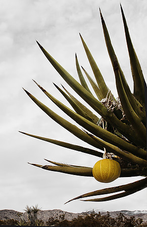 Gourd in Joshua Tree