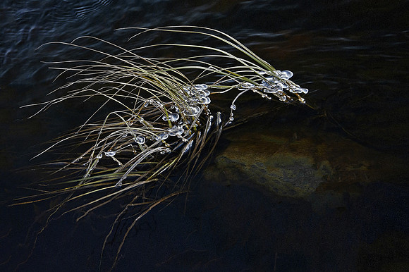 Ice Spirit