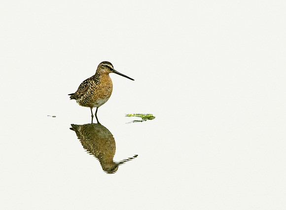 Dowitcher at Dawn