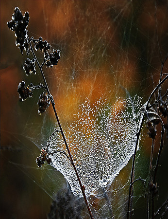 Spider Web with Dew