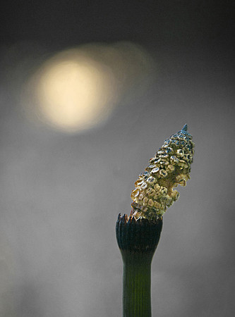 Horsetail at Dawn