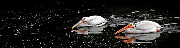 White Pelicans Feeding at Dusk