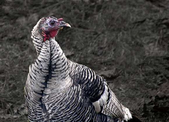 Leucistic Wild Turkey