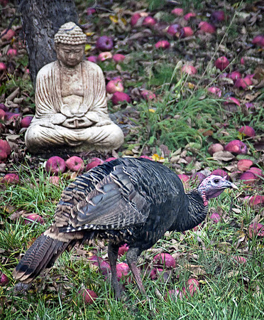 Thanksgiving Day