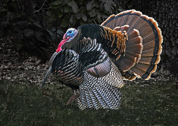 Male Wild Turkey Looks for Mate