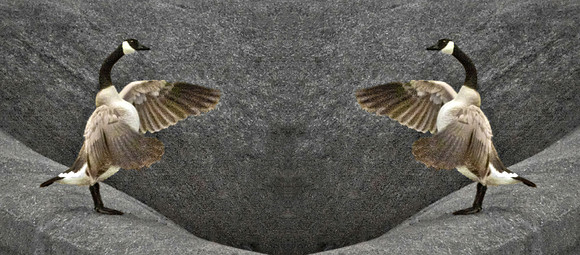 Goose Two-Step