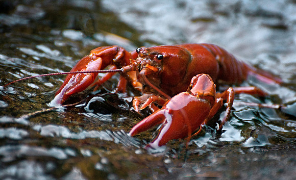 Crawdad in Drift Creek