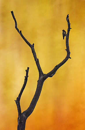 Bird at Dawn