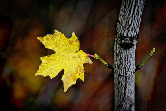 Maple Leaf