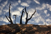 Juniper Silhouette