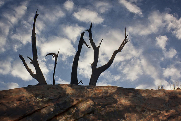 Juniper Silhouette