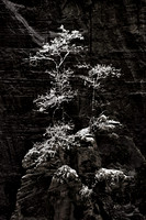Snow on Sinawava Wall
