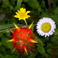 Paintbrush, Wooly Sunflower, Seaside Daisy