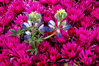 Lupine Poking Through