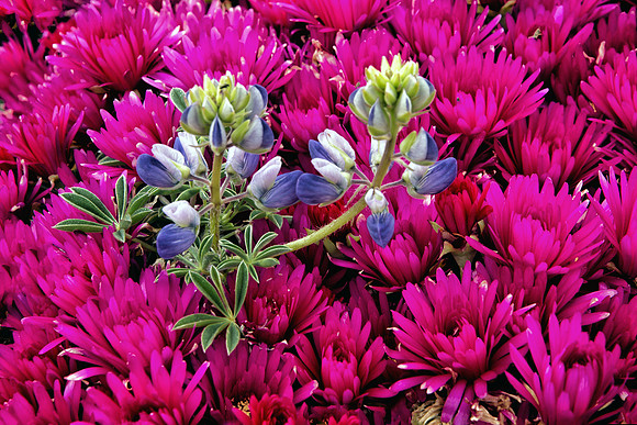 Lupine Poking Through