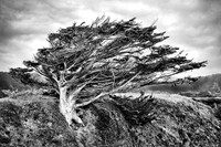 Monterey Cypress