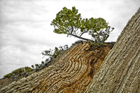 Monterey Pine