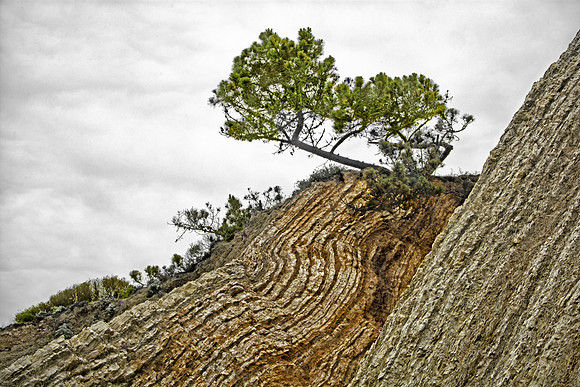 Monterey Pine