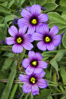 Five Blue-Eyed Grass Flowers