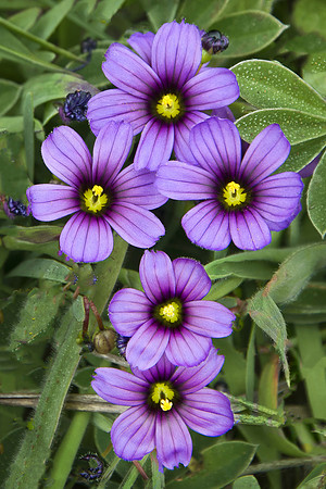 Five Blue-Eyed Grass Flowers