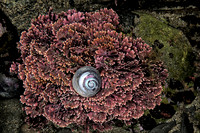 Hermit Crab