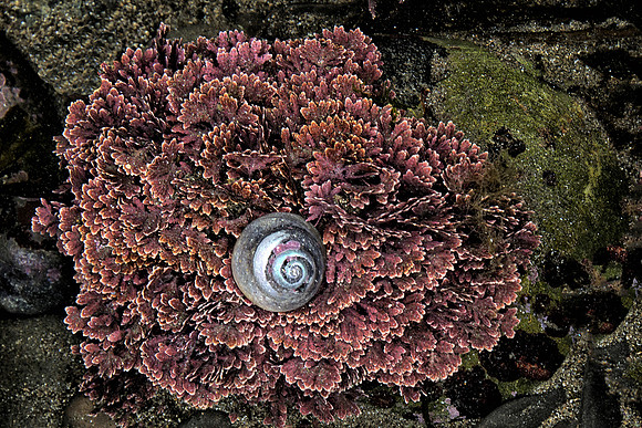 Hermit Crab