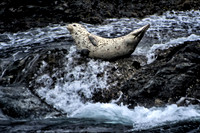 Seal as Tide Rises