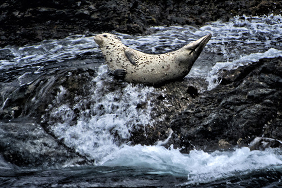 Seal as Tide Rises