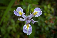 Douglas Iris