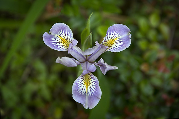 Douglas Iris