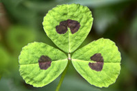 Spotted Medick