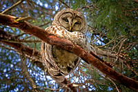 Wise Owl