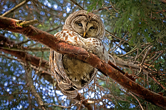 Wise Owl