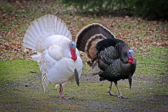 White Turkey, Black Turkey