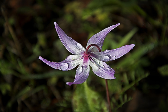 Henderson's Fawn Lily