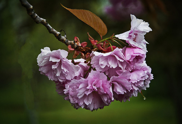 Cherry Blossom
