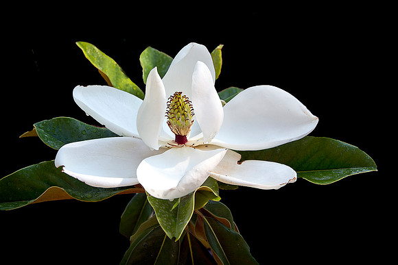 Magnolia Blossom