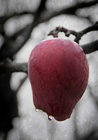 Apple in the Rain
