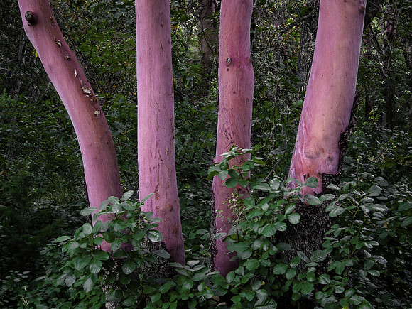 Four Madrones