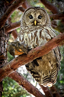 Barred Owl Just Caught a Robin